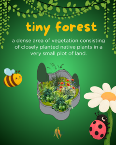 tiny forest - a dense area of vegetation consisting of closely planted native plants in a very small plot of land. 