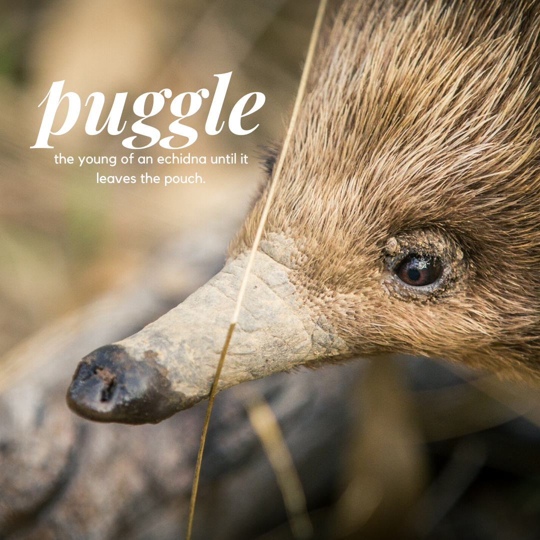 Image of a puggle